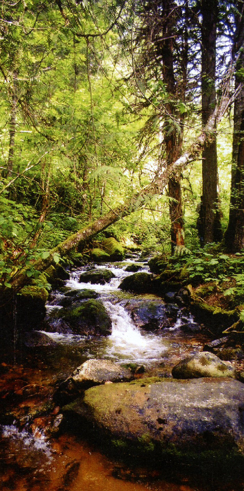 Inland Temperate Rainforest – Friends of the Clearwater